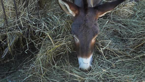 Close Up of Donkey Eating Hay From a Manger