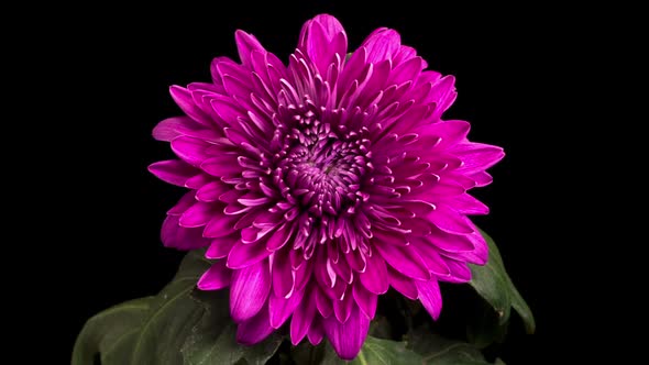 Beautiful Purple Chrysanthemum Flower Opening