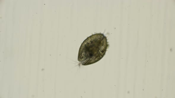 Ostracoda in Motion Moves with the Help of Its Appendages, Under a Microscope