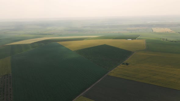 Aerial View of Corn Crops Field From Drone Point Of View