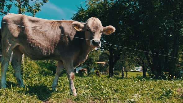 Domestic Bull Grazes in Backyard on Green Meadow By Blue Sky Ecological Place