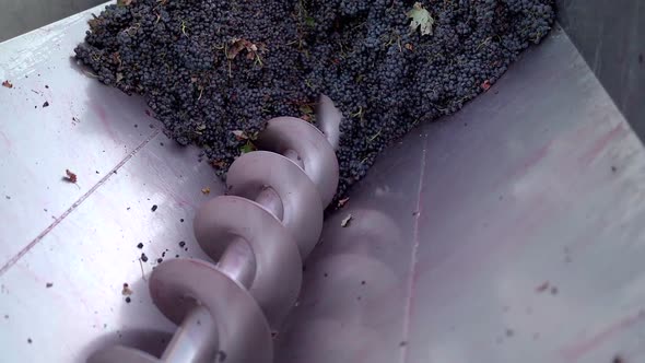 Slow motion shot of harvested grapes being crushed in screw at winery