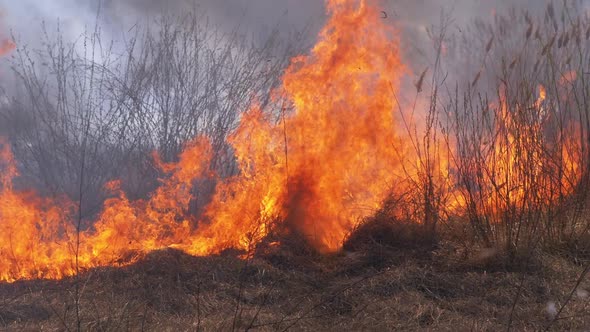 Fire in the Forest. Burning Dry Grass, Trees and Reeds. Wildfire. Slow Motion.