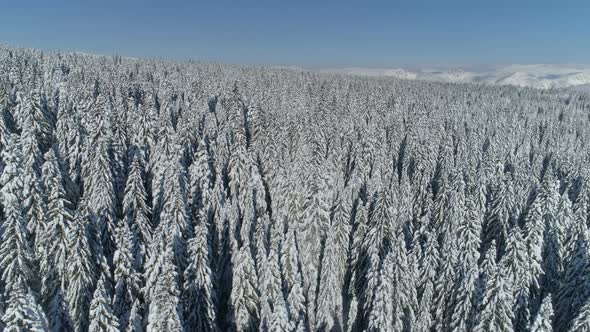 Flight Over the Snowcovered Spruce Forest with Mountains in the Background