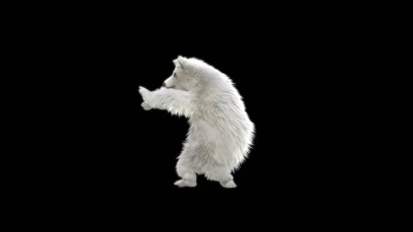 119 White Bear Dancing HD