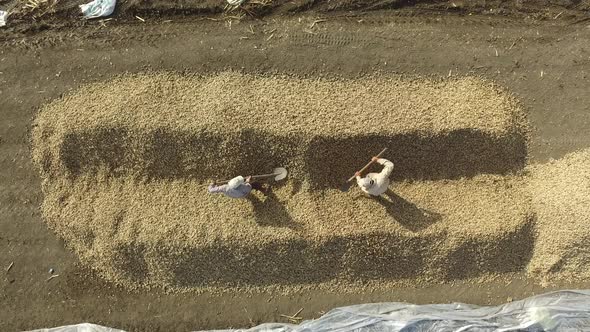 Workers Mix Harvesting Products Such as Cereal With Shovel and Dry Them in the Sun