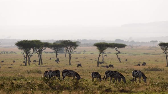 Slow Motion Herd Of Zebra In Magical African Safari Scene