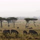 Slow Motion Herd Of Zebra In Magical African Safari Scene - VideoHive Item for Sale