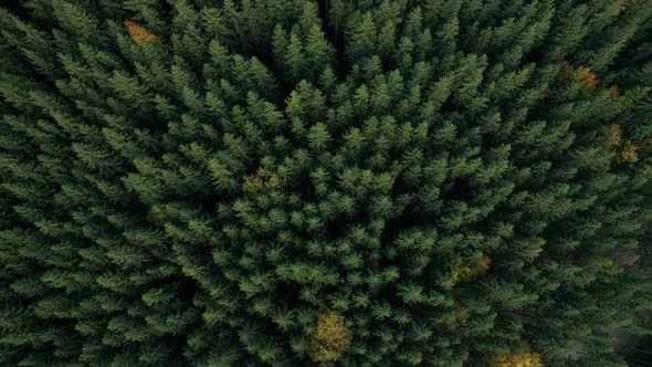 Top Down View of Autumn Forest Fall Woodland Aerial Shot