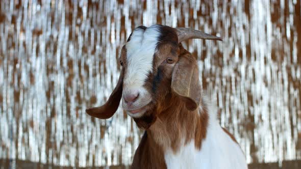 Close-up of a goat on a farm. A beautiful brown and white goat walks around the farm.