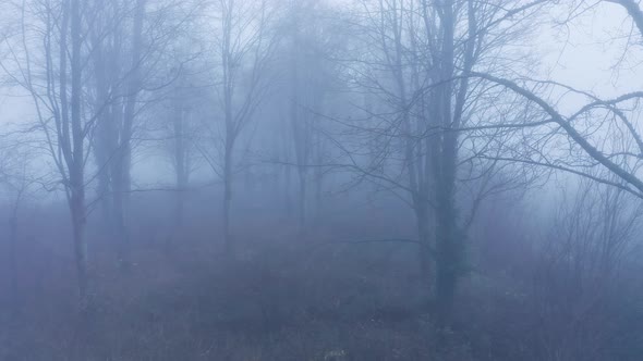 Aerial drone video of mysterious misty blue foggy woods with bare trees in mist in woodland in winte