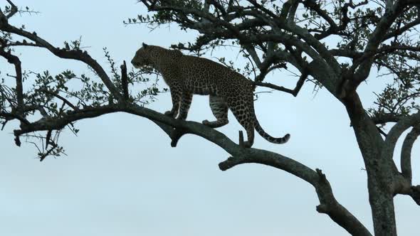 Leopard (Panthera pardus) sitting on a branch in a tree, scanning distance for prey, during sunset,