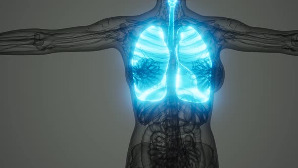 Science Anatomy Scan of Human Lungs