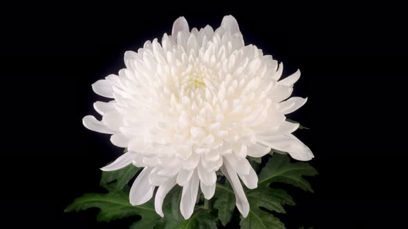 Beautiful White Chrysanthemum Flower Opening