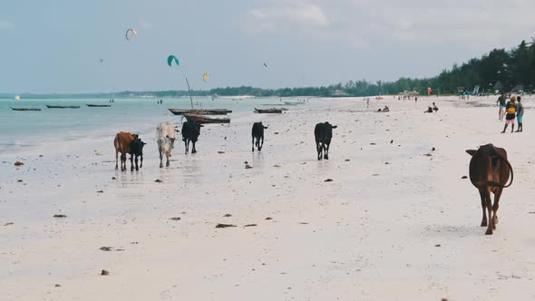 Herd of African Humpback Cows Walks on Sandy Tropical Beach By Ocean Zanzibar