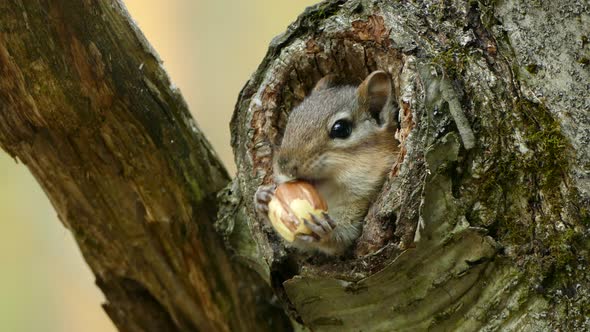 Small quite Squirrel hide in the hole of a tree chewing on a big nut and taking in out his mouth and