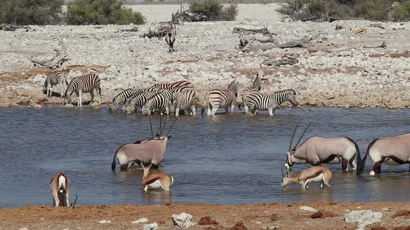 African Wildlife At A Waterhole - Etosha National Park