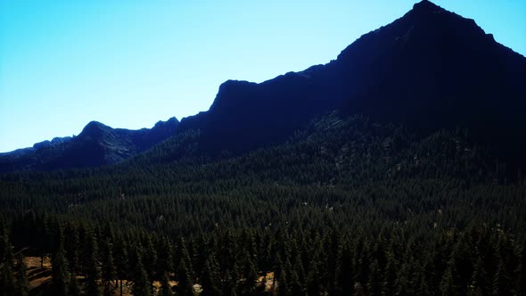 Panorama of Cone Forest at Mountains