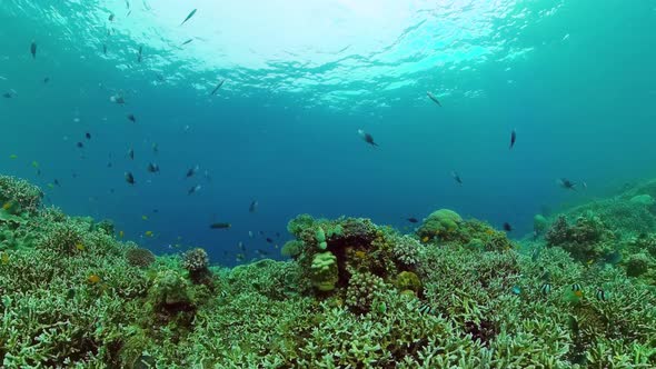 Coral Reef with Fish Underwater