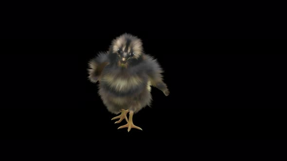 15 Baby Chicks Dancing 4K