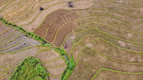 A View of a Rice Field After the Harvesting Season with Farmers Cultivating Soil