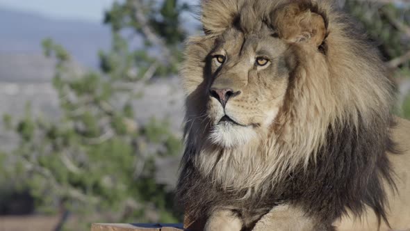 Lion snap zoom in zoo habitat