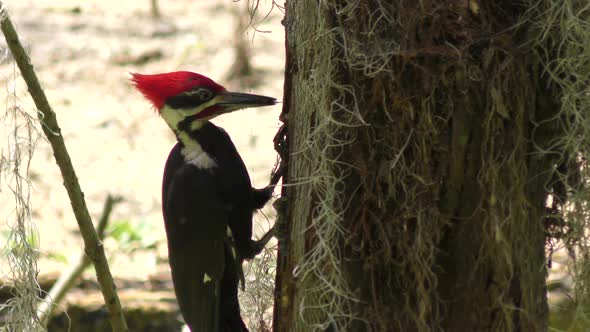 Pileated Woodpecker feeds in Florida wetlands