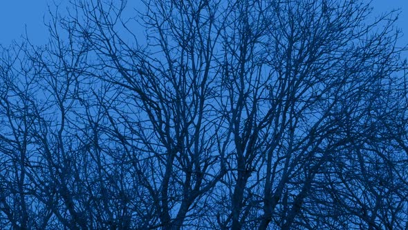 Wind Rocks Trees On Cold Winter Evening