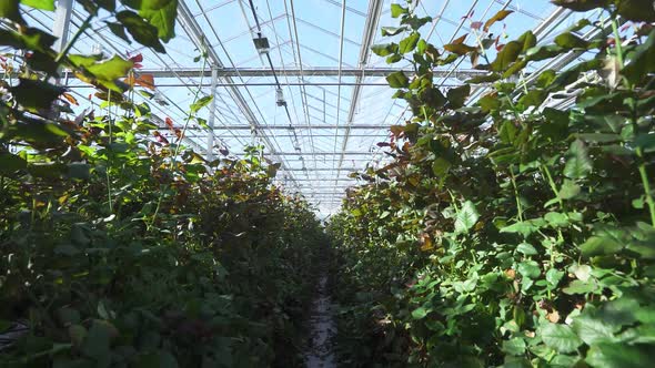 Nature Camera Spans Through Wild Rose Bushes View of Flowers Roses Inside the Glass Greenhouse Wide