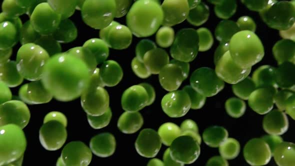 Super Closeup of the Green Peas Falling Diagonally on the Black Background