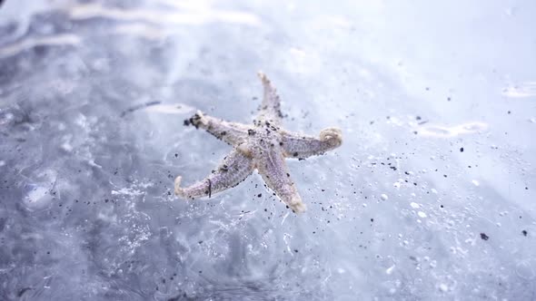 Starfish in frozen water in Arctic terrain