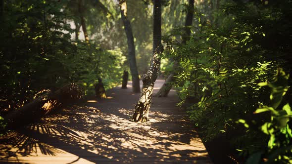 Wooden Pathway Leading Through the Dense Forest in National Park