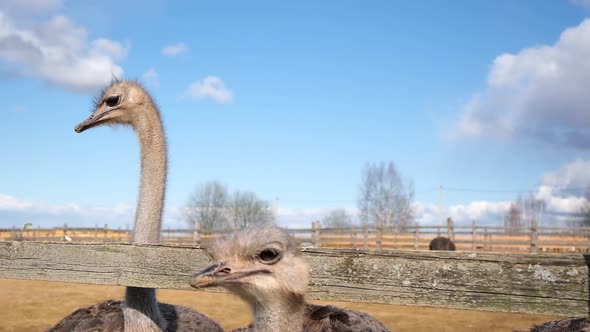 Ostrich Birds on Ostrich Farm Countryside on a Blue Sky Background