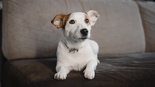 Domestic Dog Breed Jack Russell on the Sofa in the Apartment