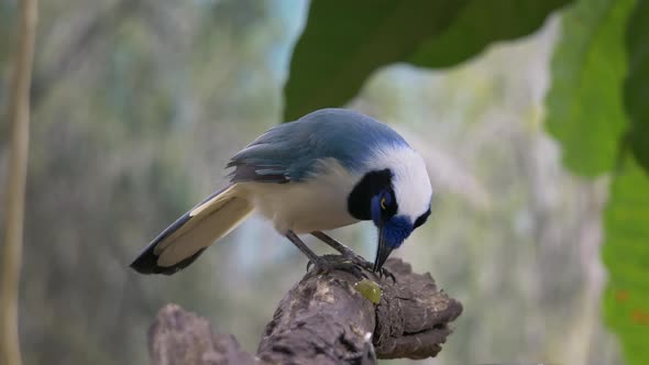 Close up shot of wild Green Jay or Cyanocorax Yncas perched on branch and eating berry