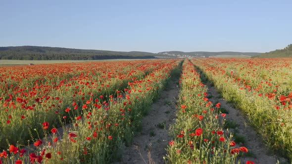 Field of Poppies at Sunse