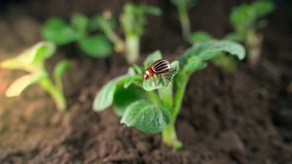 Colorado Potato Beetle Crawls on a Leaf of a Young Green Potato Sprout Closeup