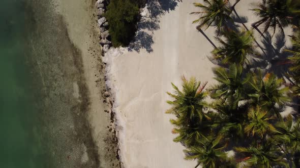 Palm Trees on a Tropical Beach From Above