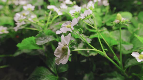 White Strawberry Flowers Blooming