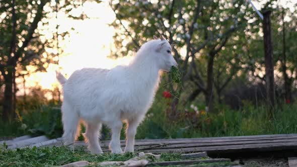 Young Goats Eat Hay in the Sunset Light at the Farm