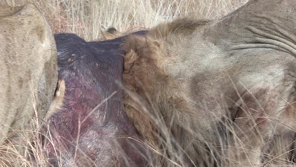 Close view of male lion feeding on buffalo with head inside carcass