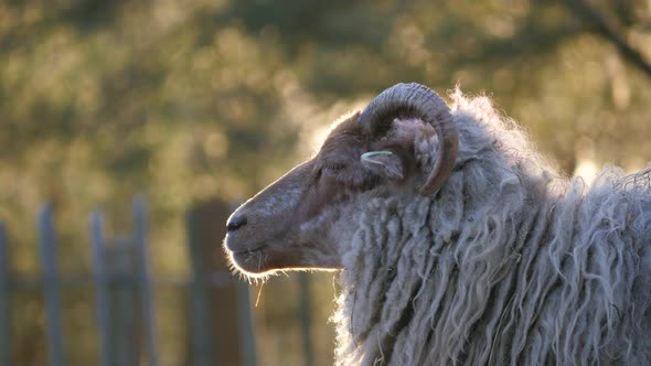 Sheep and Lambs in spring season, new life