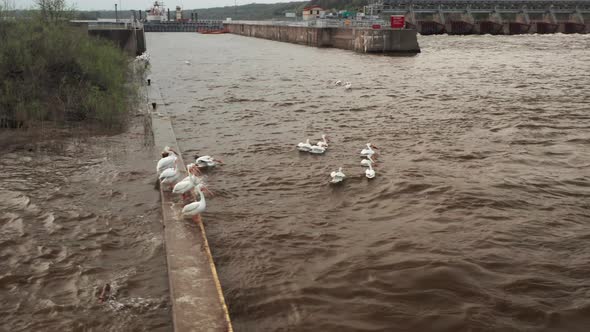 A dynamic aerial shot tracking the wandering Pelicans and the floating ones at the Lock and Dam No.