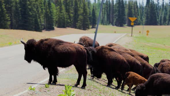 A herd of bison in Arizona