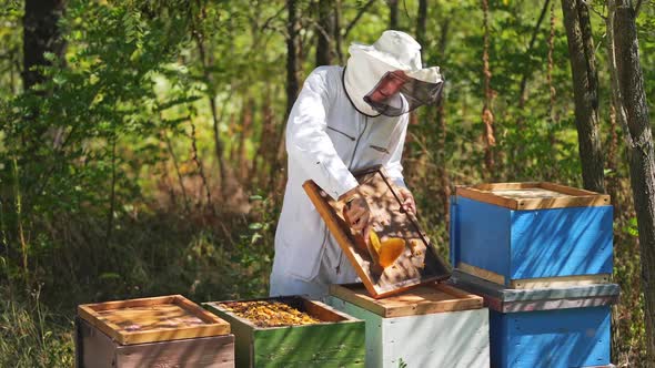 Beekeepers working to collect honey. Beekeeper holding frame of honeycomb with bees