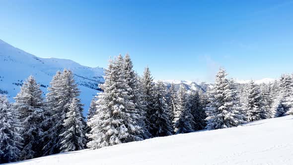 Beautiful White Snow Covered Fir Tree Over the Forest