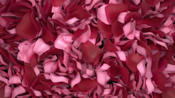 Rose Petals Transition 05 HD