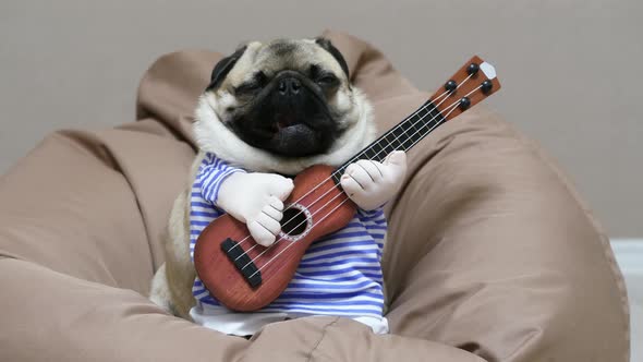 Cheerful Funny Pug Dog Singer with a Guitar, Yawns and Sings a Song, Dog Musician Guitarist