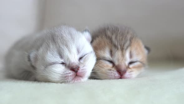 Cute Persian Kittens Sleeping On Sofa