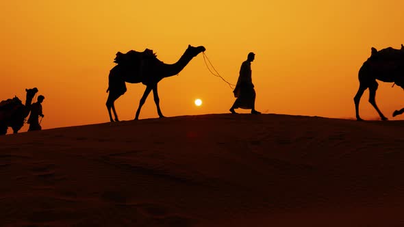 Cameleers Camel Drivers at Sunset